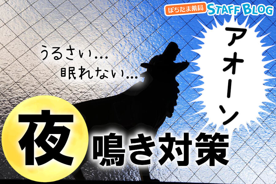 犬の夜泣きがつらい！夜泣きの原因と対策、やってはいけないNG行動を紹介！