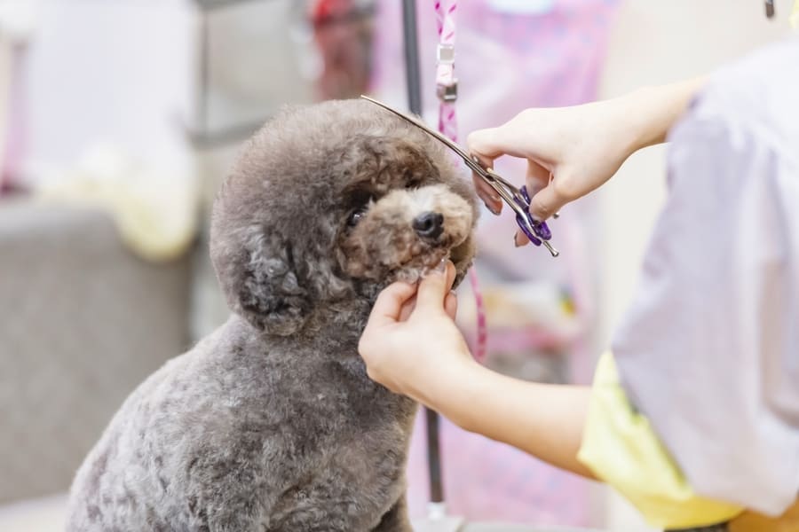 犬がトリミングでストレスを感じるとアジソン病の症状が出やすい