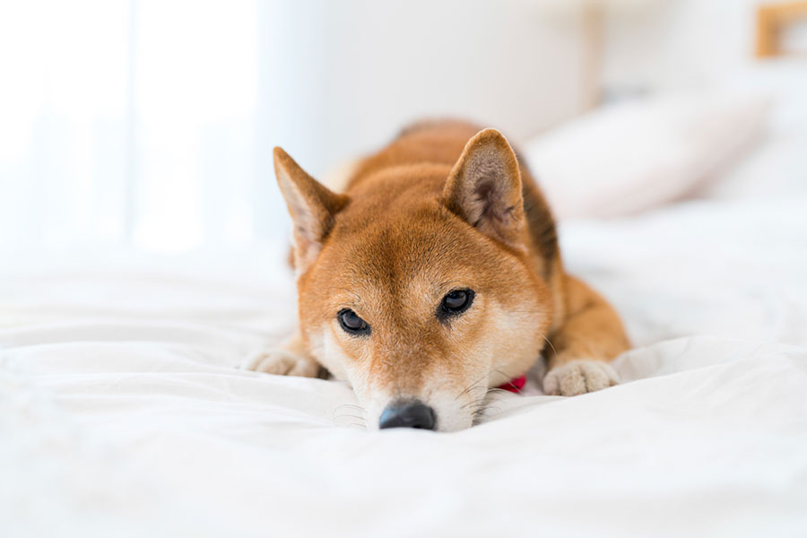 ぼーっとしている柴犬