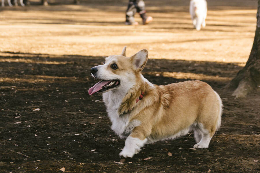 椎間板ヘルニアの間は犬を抱っこしたらいけないの？