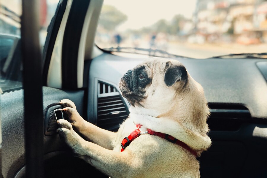 犬に車を好きになってもらう方法