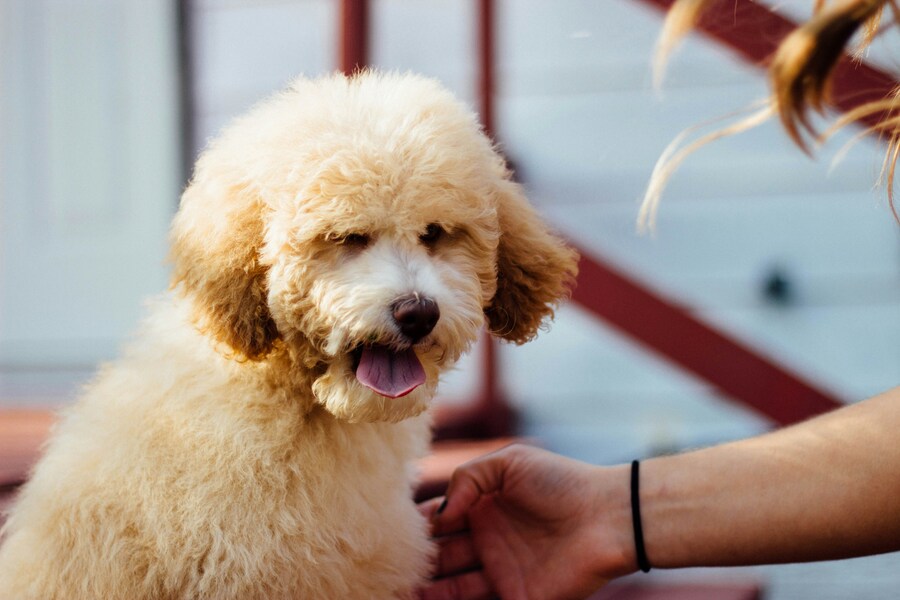 犬の様子を見ながらゆっくりカットする