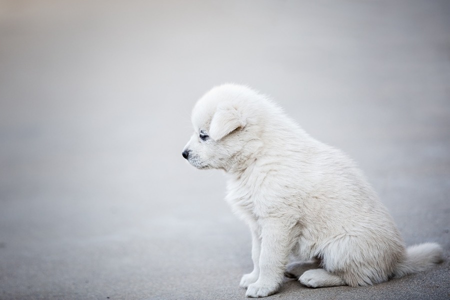 犬の椎間板ヘルニアに気付かないでいるとどうなる？