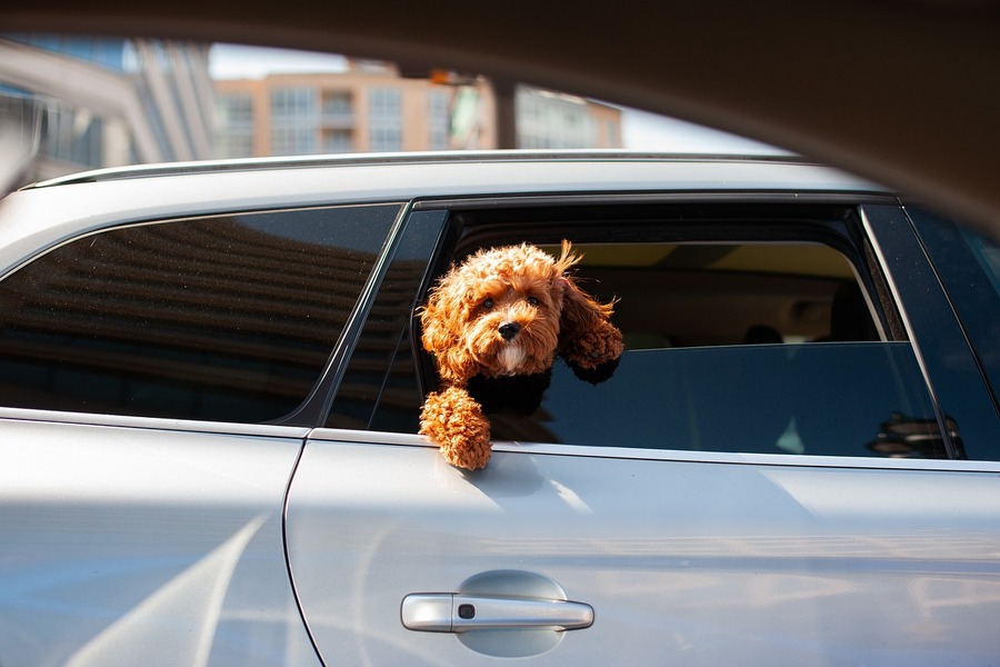 犬の車酔いの症状は？