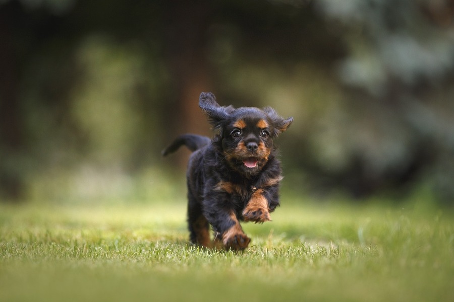 犬の椎間板ヘルニアの原因は？