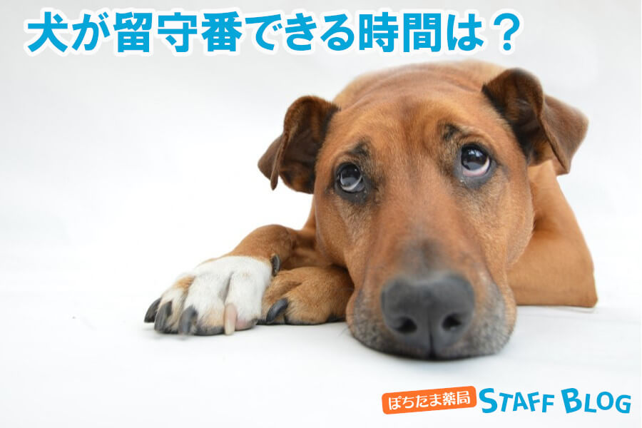 犬の留守番は何時間まで大丈夫？ストレスを減らす方法