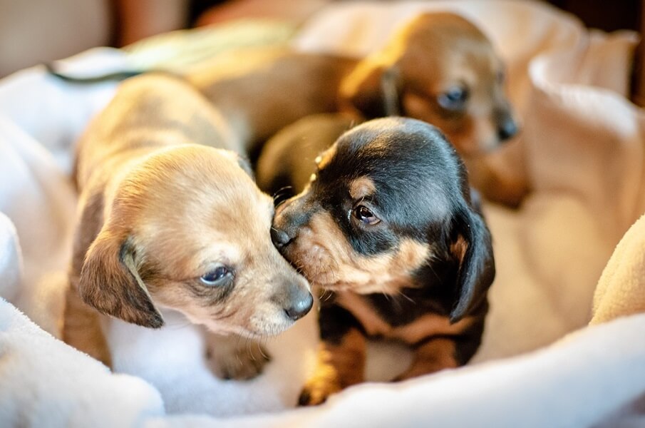 子犬の場合