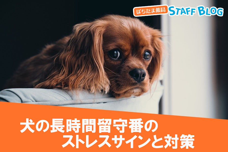 犬の長時間留守番のストレスサインとその対策