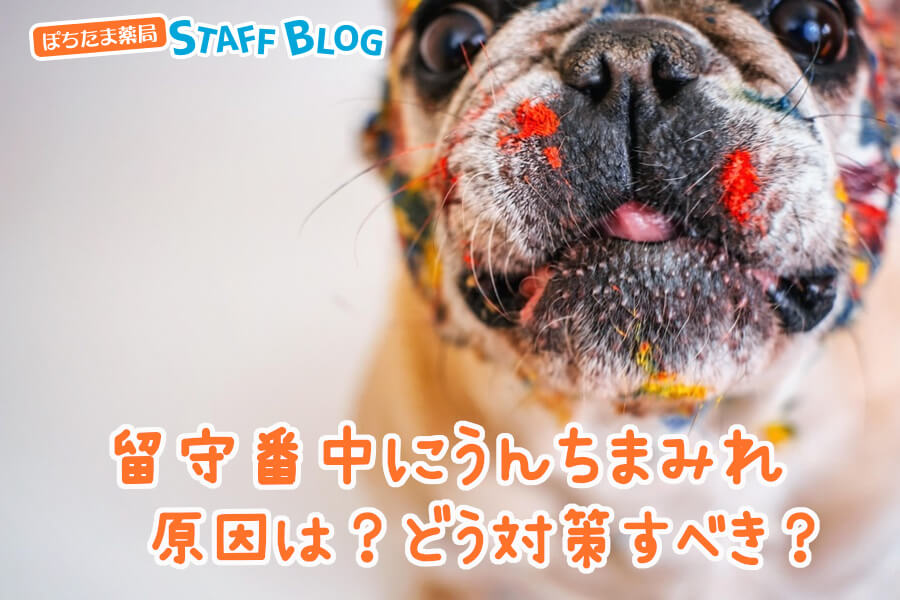 犬が留守番中にうんちまみれになる原因と対策