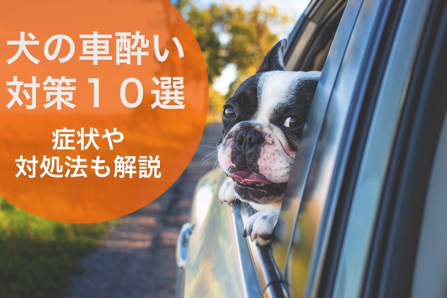 【愛犬の車酔い対策10選】車酔いの症状や対処法も解説