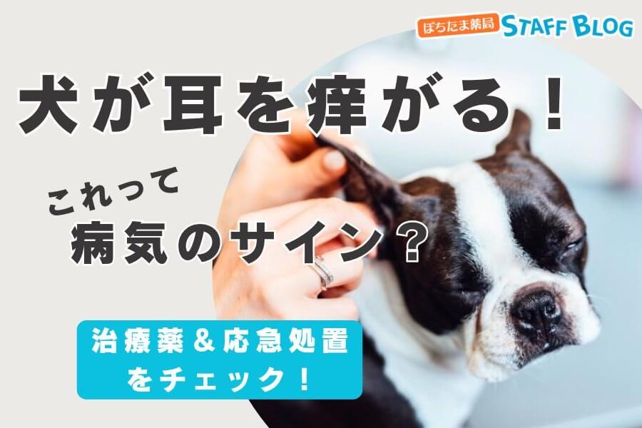 犬が耳を痒がるのは病気のサイン？治療薬や自宅での応急処置を紹介