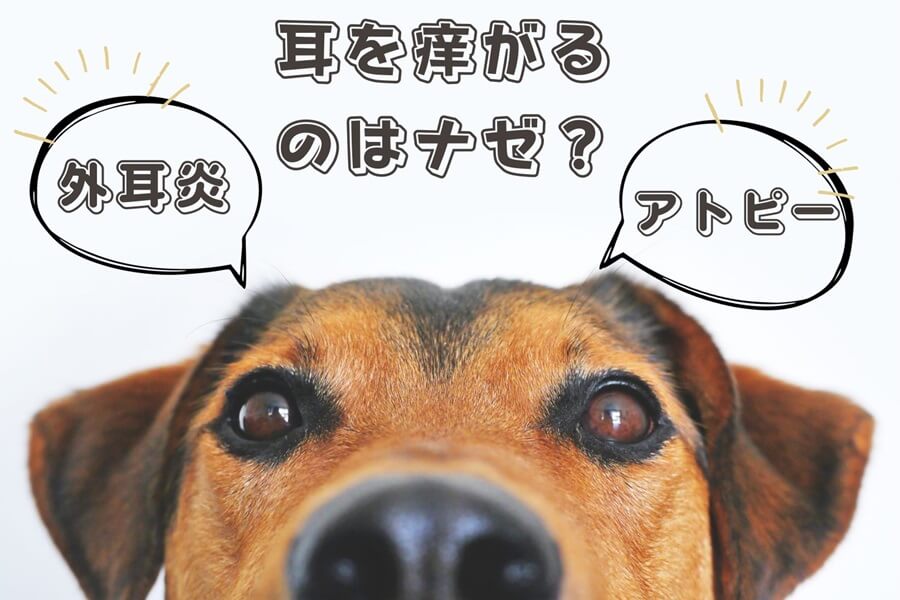 犬が耳を痒がるときに疑われる病気