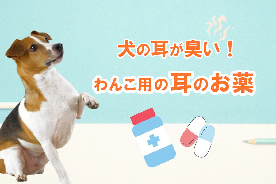 犬の耳が臭いときに使える薬は？耳が臭い原因から対処法まで解説