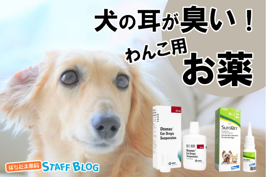 犬の耳が臭いときに使えるお薬は？個人で買える点耳薬・洗浄液を紹介