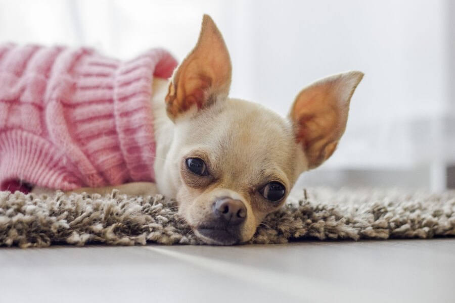 犬の耳が臭いのはなぜ？