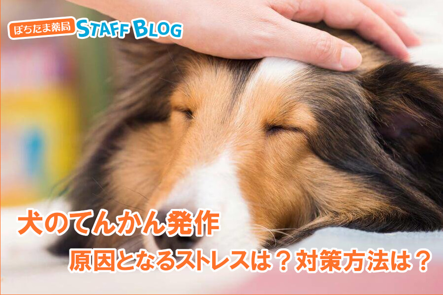 犬のてんかん発作の原因となるストレスと対策方法について