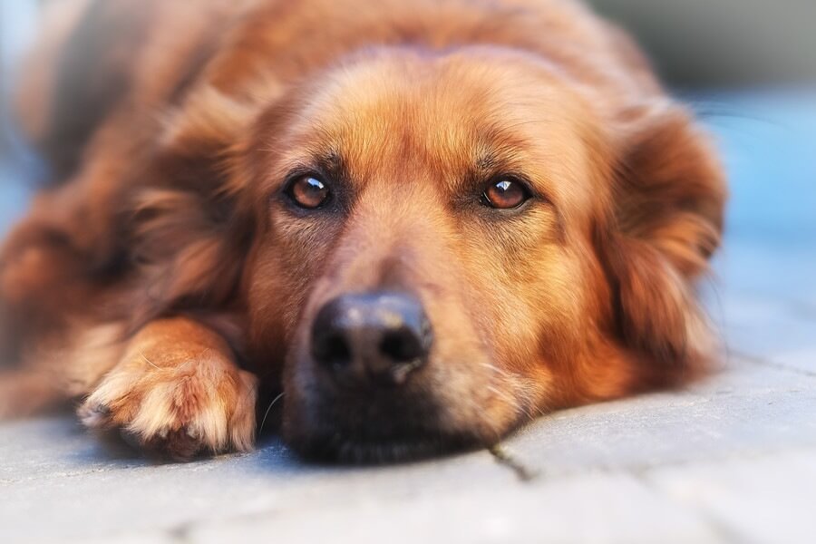 ストレスが犬のてんかんに与える影響