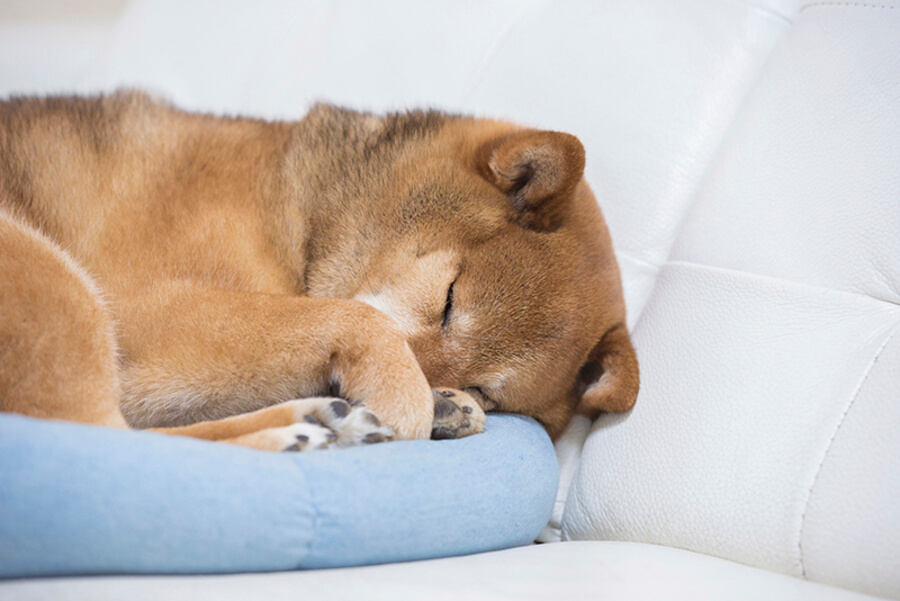 犬のストレスを防ぐための対策方法