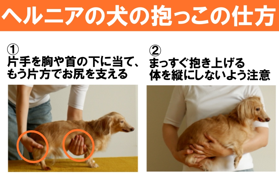 犬が椎間板ヘルニアになったときの抱っこの仕方