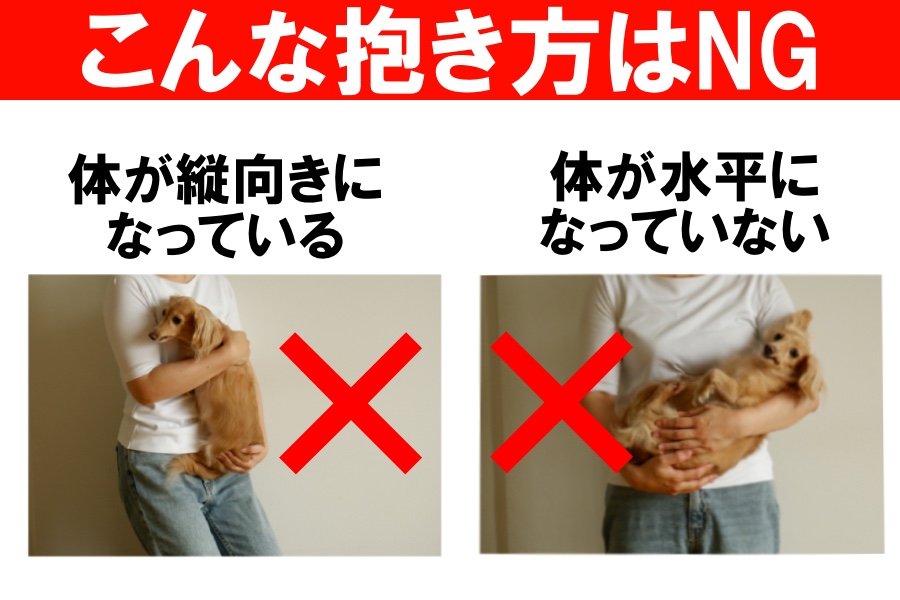 犬を抱っこするときの注意点