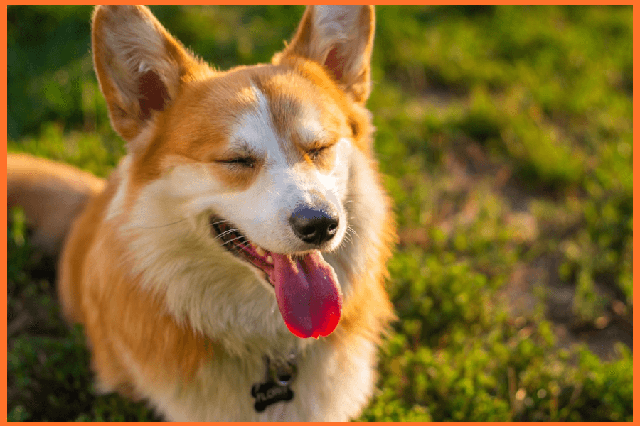 犬の喉から変な音がする原因は？