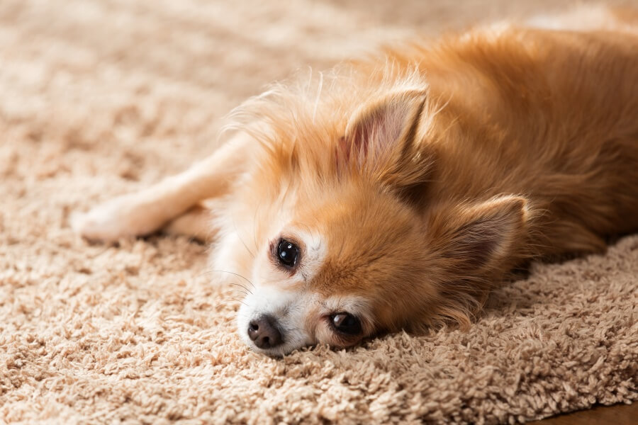 犬を迎えてからよくあるトラブル