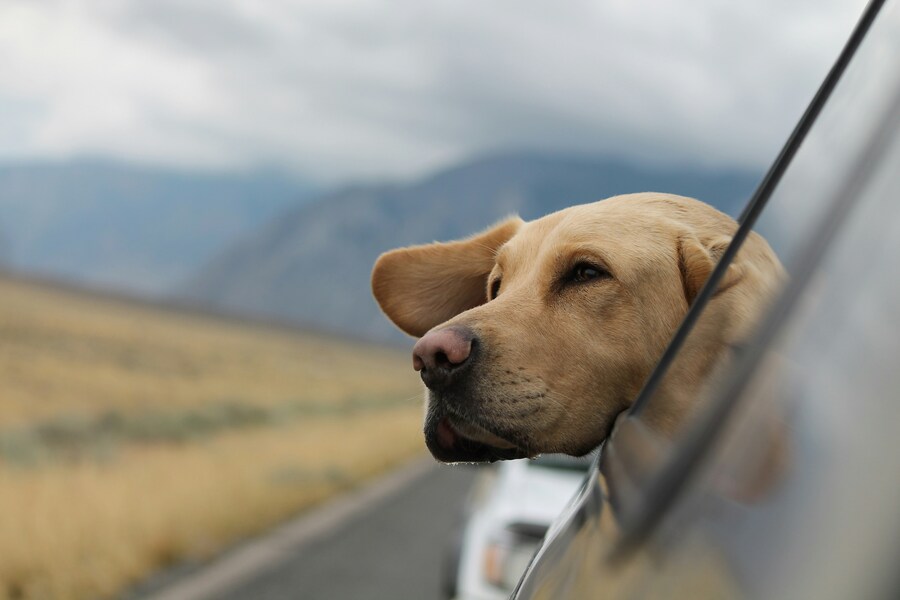 犬が車酔いをしたときの対処法