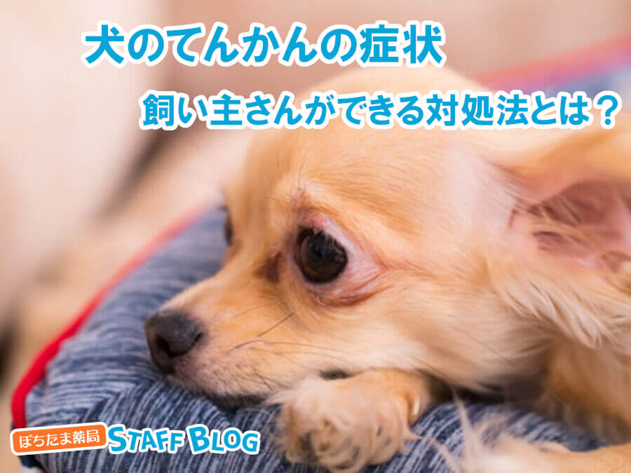 犬のてんかんの症状とは？飼い主さんができる対処法を紹介