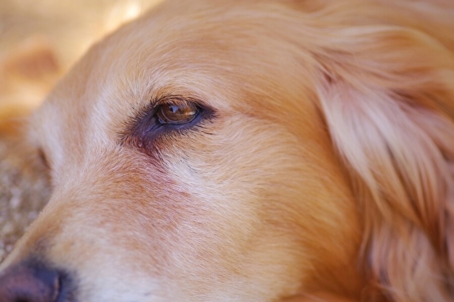 気管虚脱の犬が長生きするには？