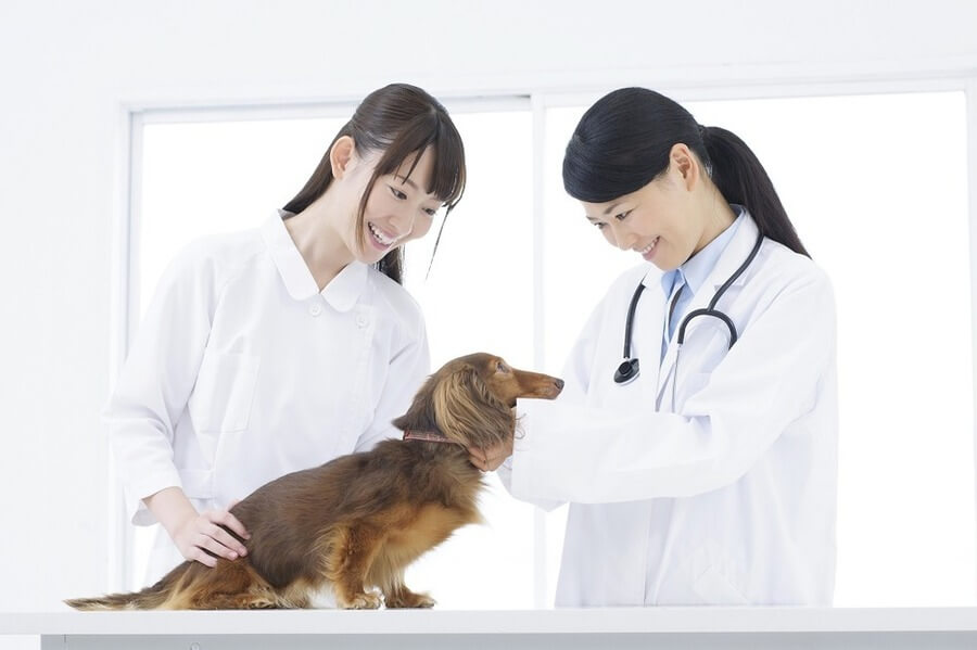 愛犬の健康状態の確認