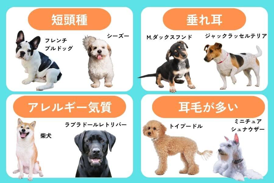 外耳炎になりやすい犬種