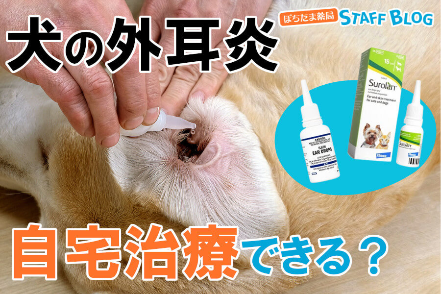 犬の外耳炎は自宅治療できる？治療法や市販薬の使用について解説