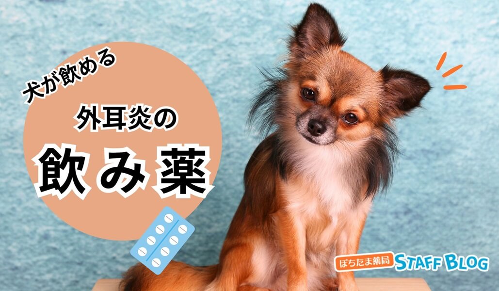 犬の外耳炎で用いられる飲み薬｜抗生物質の効果も解説