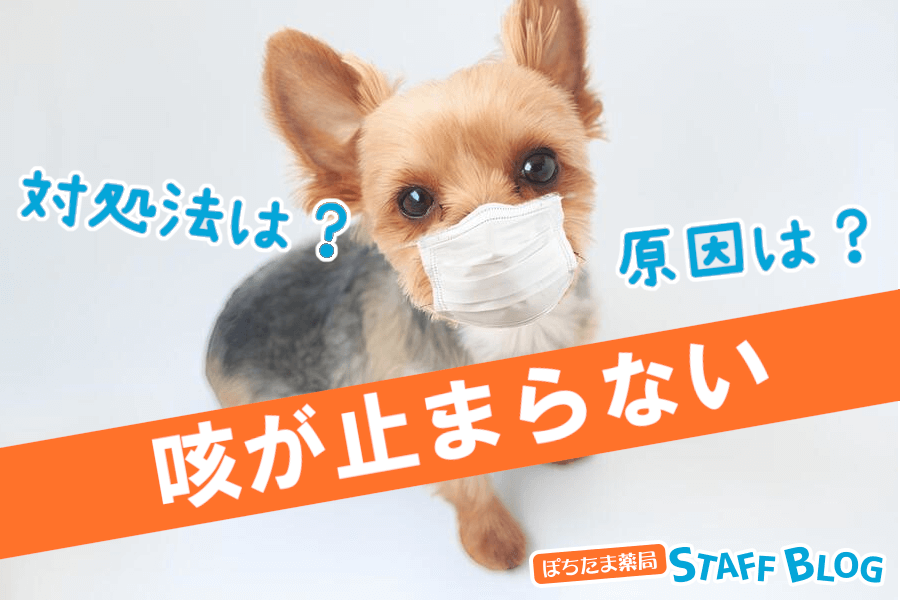 犬の咳が止まらない？考えられる原因と対処法について