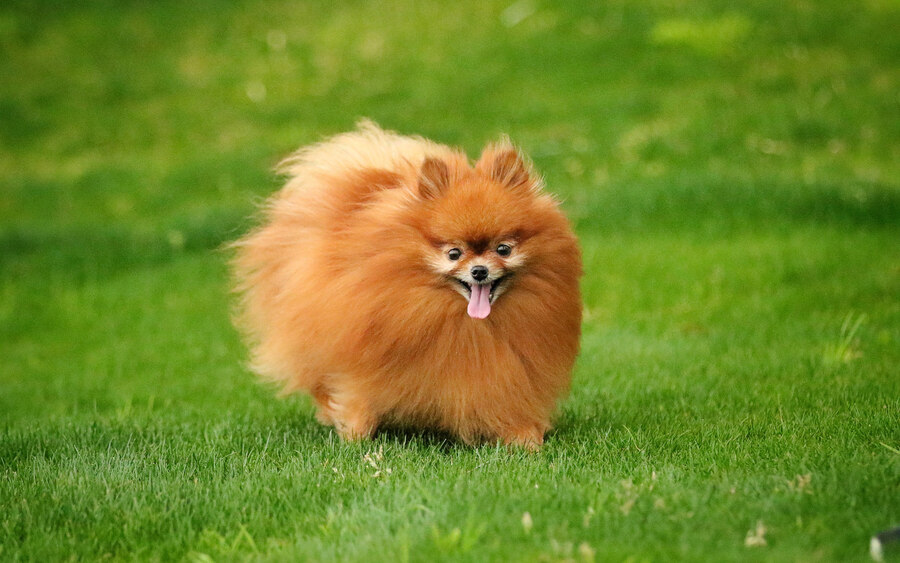 車酔いしやすい犬種がいる？