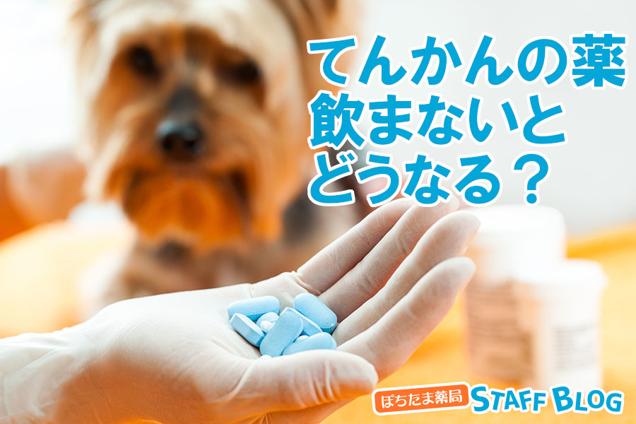 犬のてんかん薬、飲まないとどうなる？やめる場合の注意点
