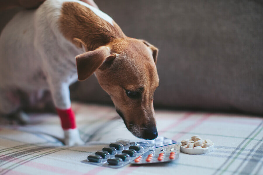 犬のてんかんの薬はやめることができる？