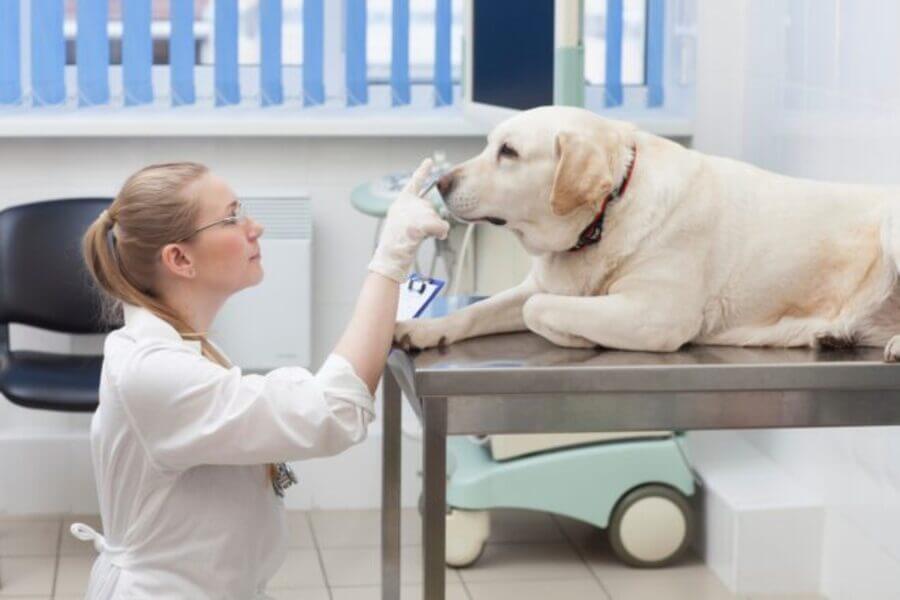 犬のてんかん薬をやめる場合の注意点