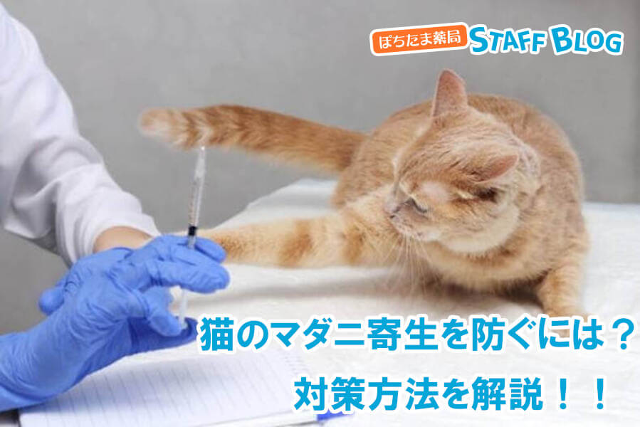 マダニが猫に寄生するのを防ぐには？対策方法を解説