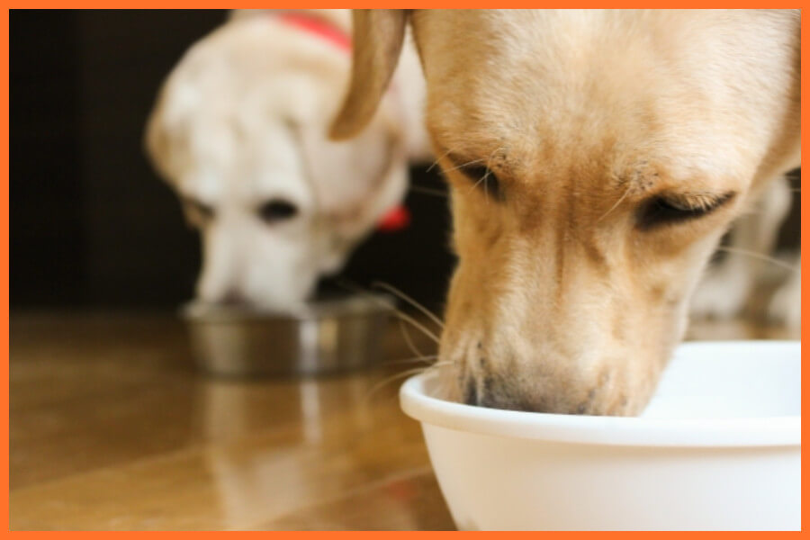 犬の気管虚脱に効果的とされるサプリメント