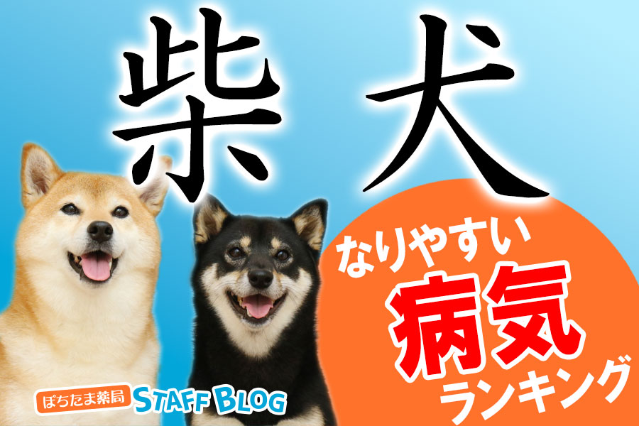 柴犬 なりやすい病気 ランキング