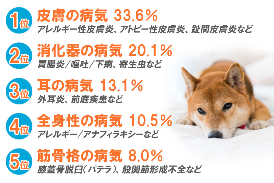 柴犬 なりやすい病気 ランキング