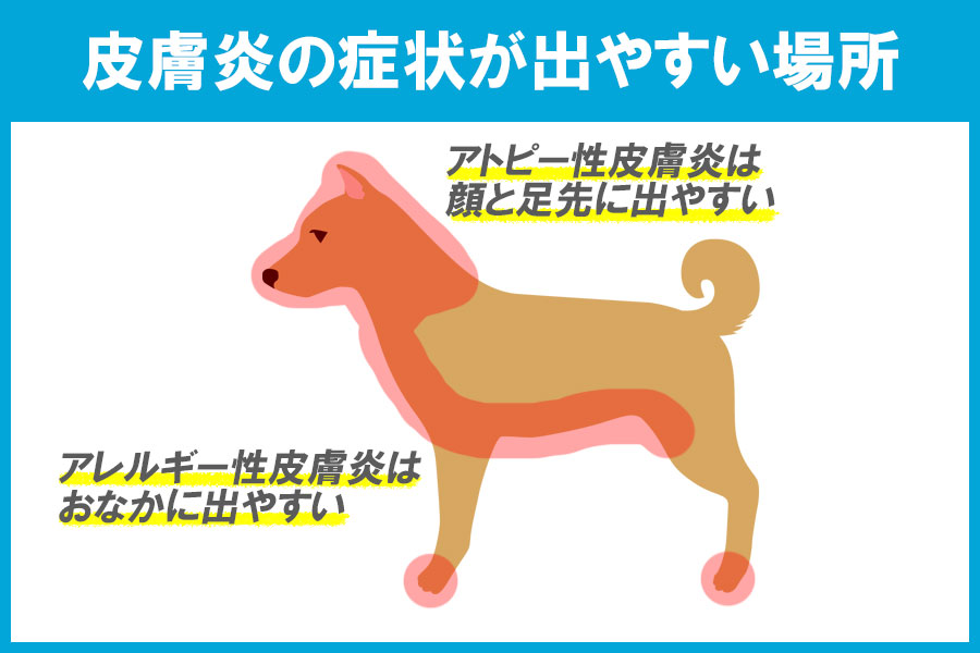 柴犬 皮膚病の症状が出やすい場所