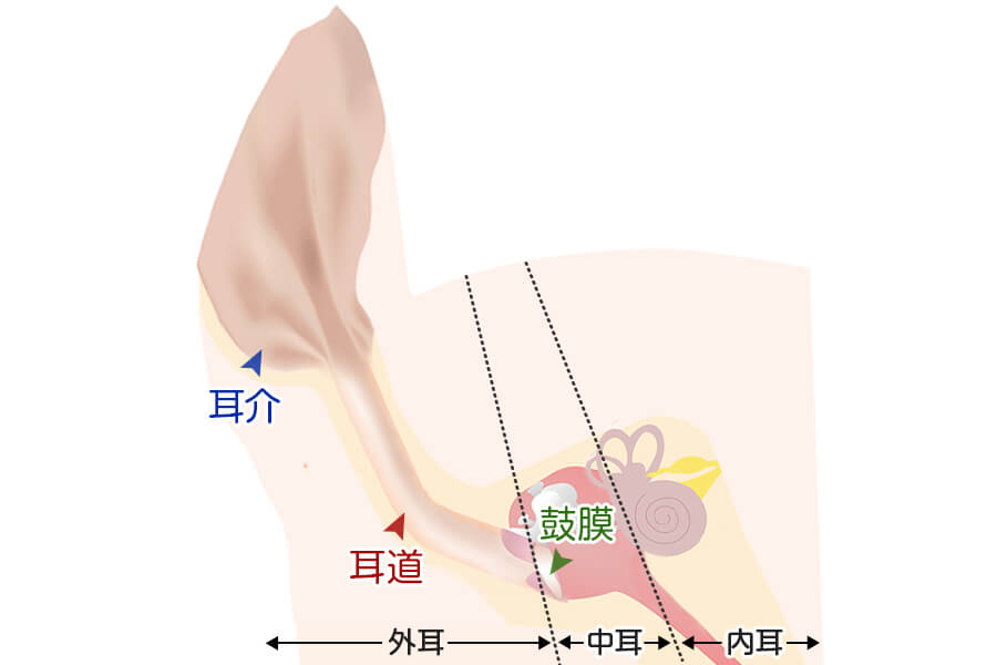 柴犬 耳