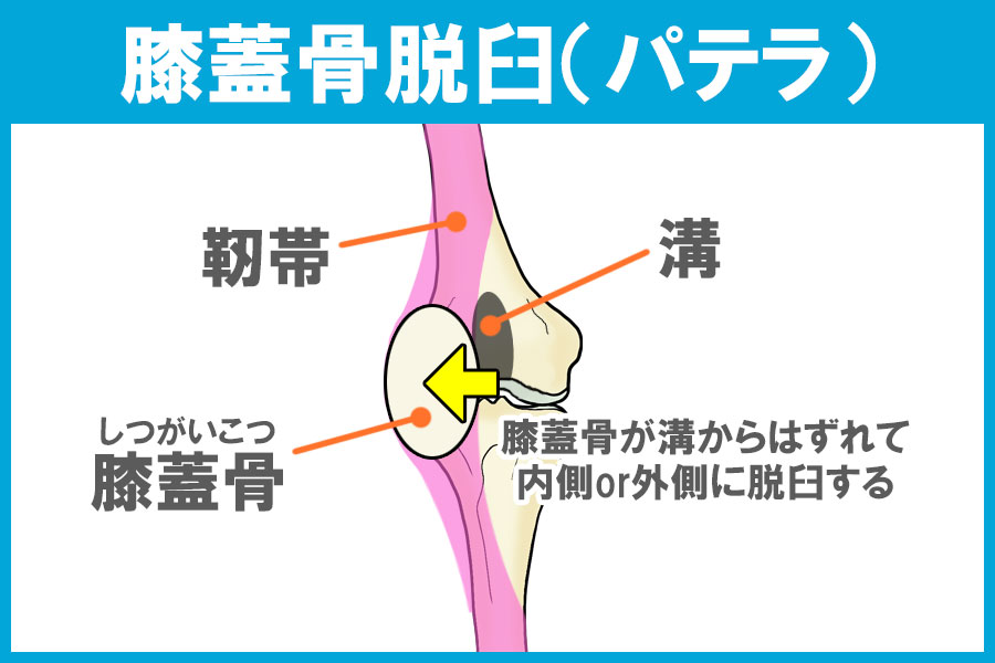 柴犬 膝蓋骨脱臼（パテラ）