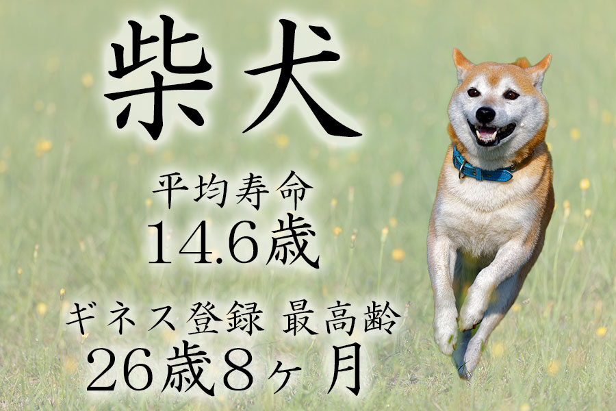 柴犬 平均寿命 ギネス記録の世界最高齢