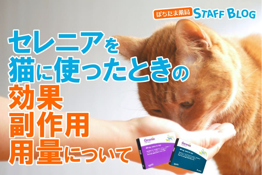 セレニアを猫に使ったときの効果や副作用を解説。腎不全の猫に毎日使っていい？