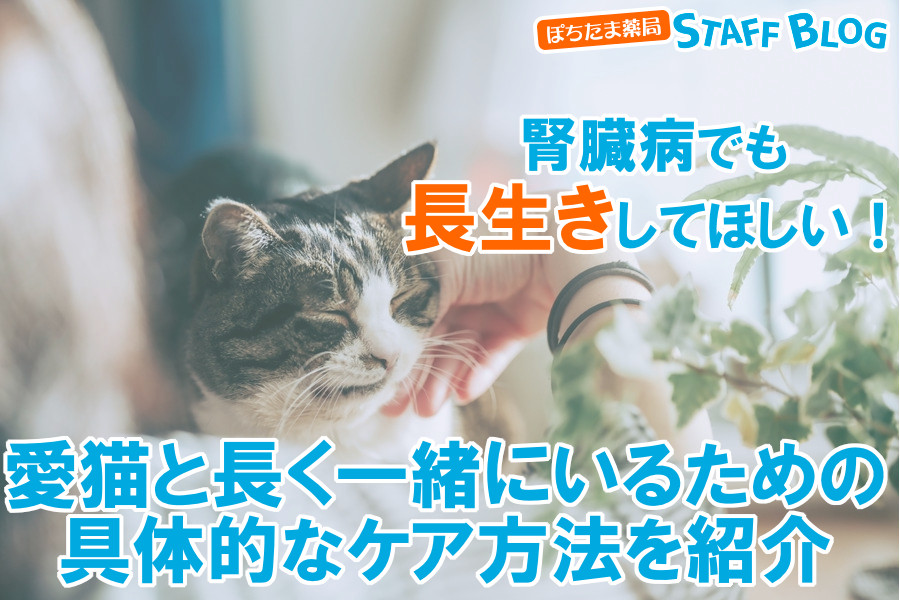 腎臓病の猫を長生きさせるには？具体的なケア方法を紹介