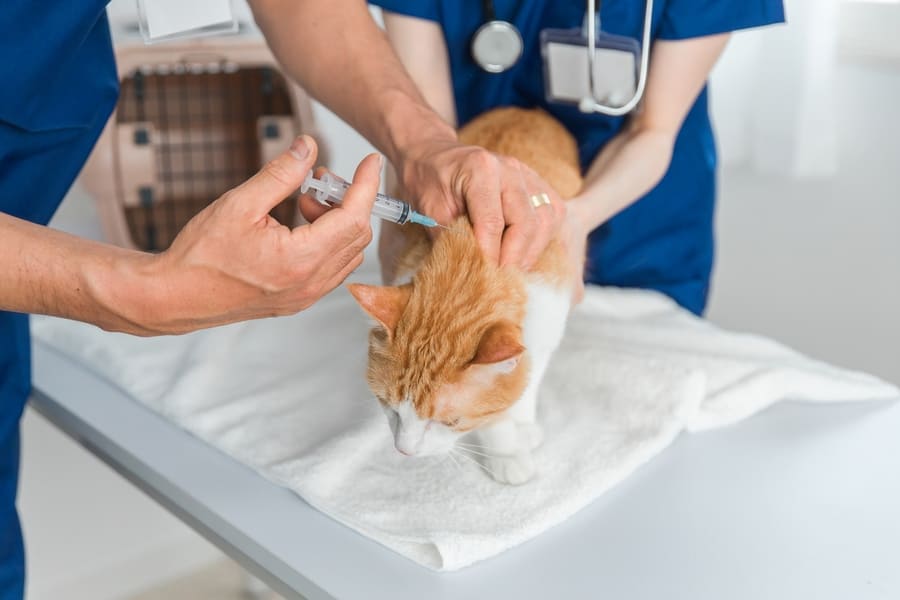 猫の腎臓病の新薬「AIM薬」の開発