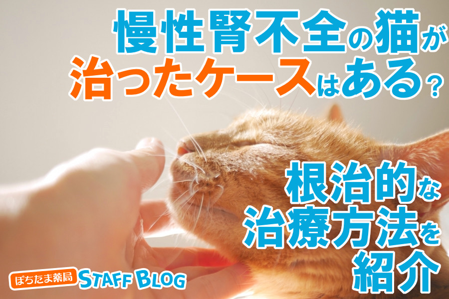 慢性腎不全の猫が治ったケースはある？根治的な治療方法について